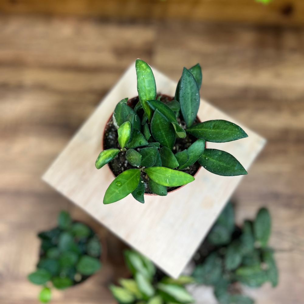 Small potted plant on a wooden surface with a blurred background